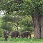 Baobab und Elefanten