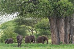 Baobab und Elefanten