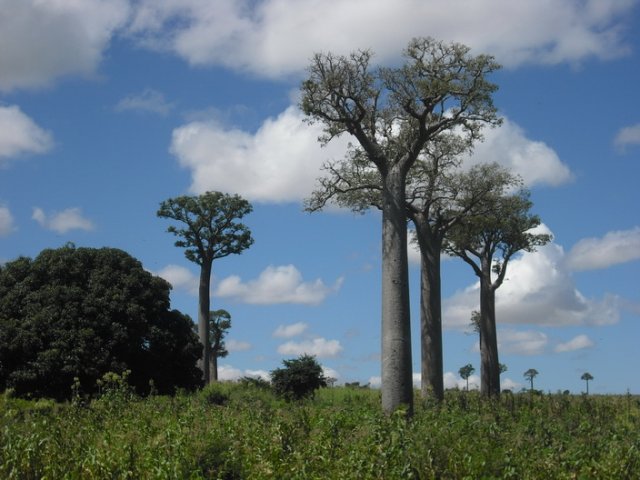 Baobab von Madagaskar