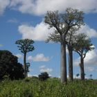 Baobab von Madagaskar