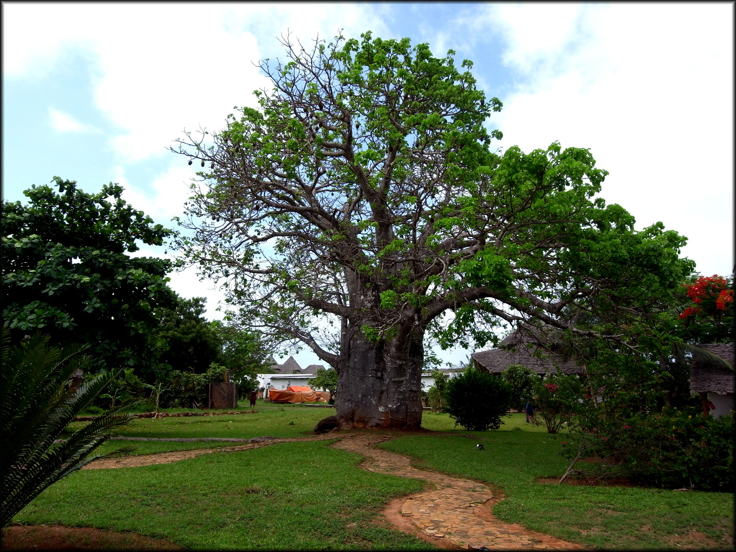 Baobab von Sansibar