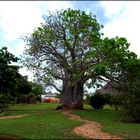 Baobab von Sansibar