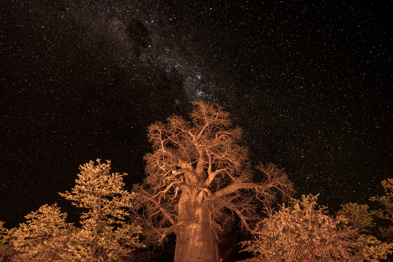 Baobab vor dem Sternenhimmel