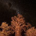 Baobab vor dem Sternenhimmel