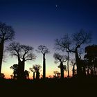 Baobab-Wald