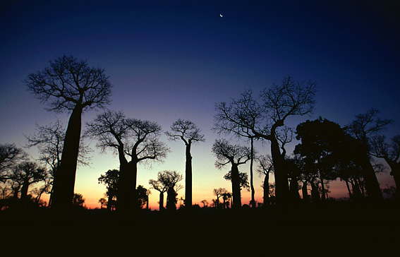 Baobab-Wald