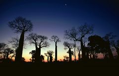 Baobab-Wald