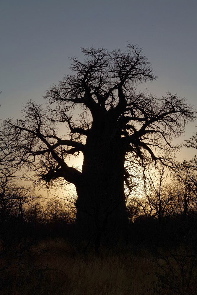 Baobab_1