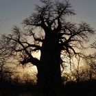 Baobab_1