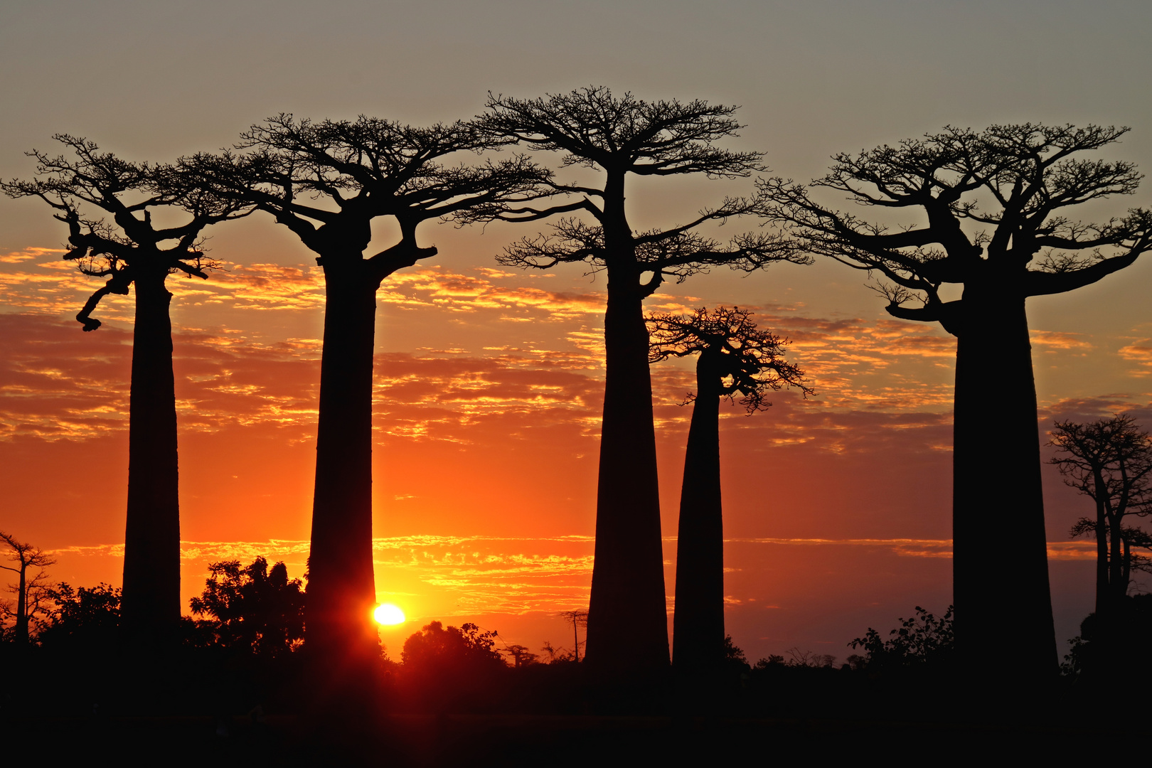 Baobaballee bei Sonnenuntergang