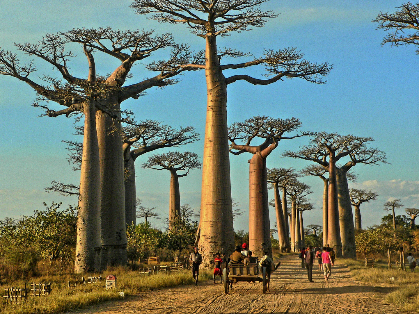 Baobaballee in Abendsonne