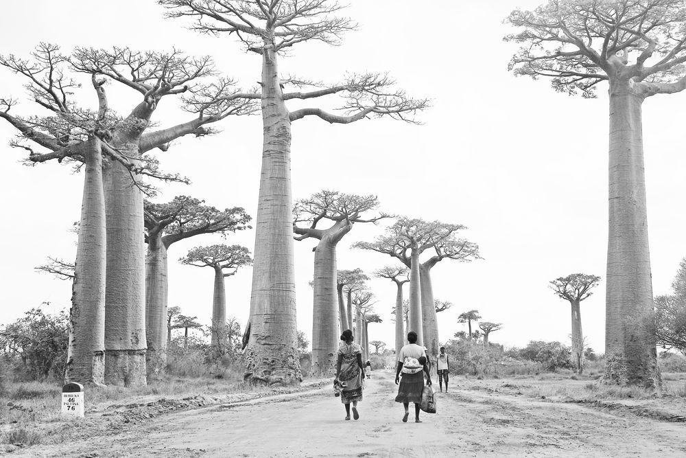 Baobaballee in SW Foto & Bild africa, madagascar, eastern africa