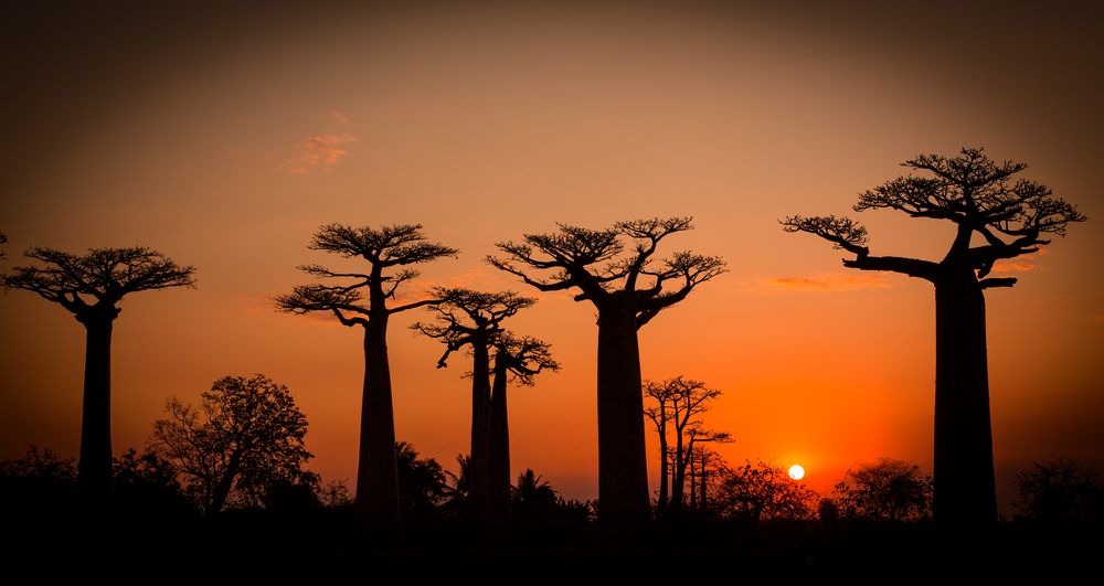 Baobaballee Madagaskar