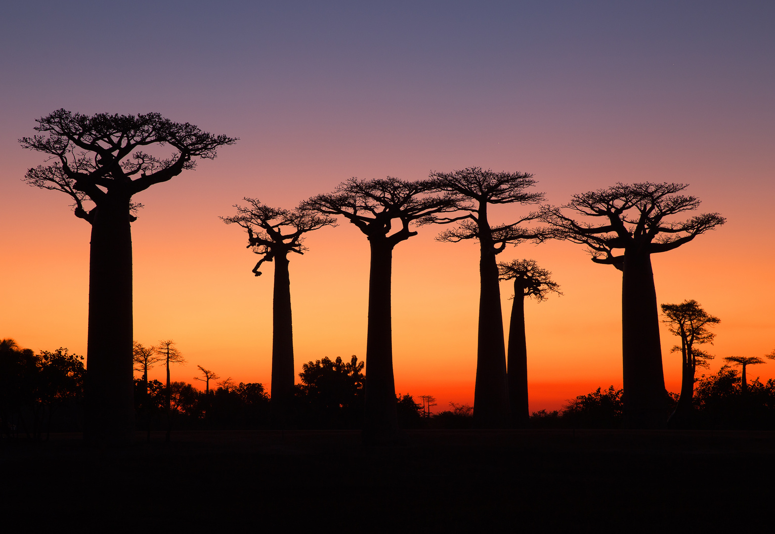 Baobaballee Sonnenuntergang