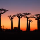 Baobaballee Sonnenuntergang