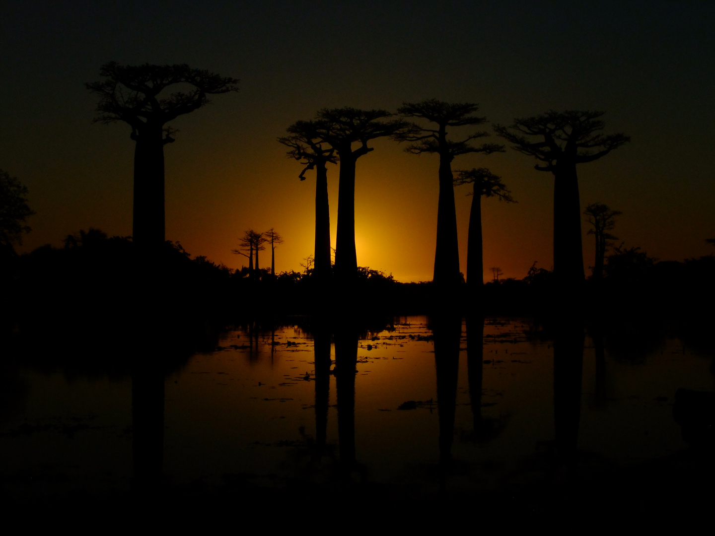 Baobabs