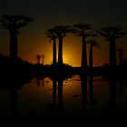 Baobabs