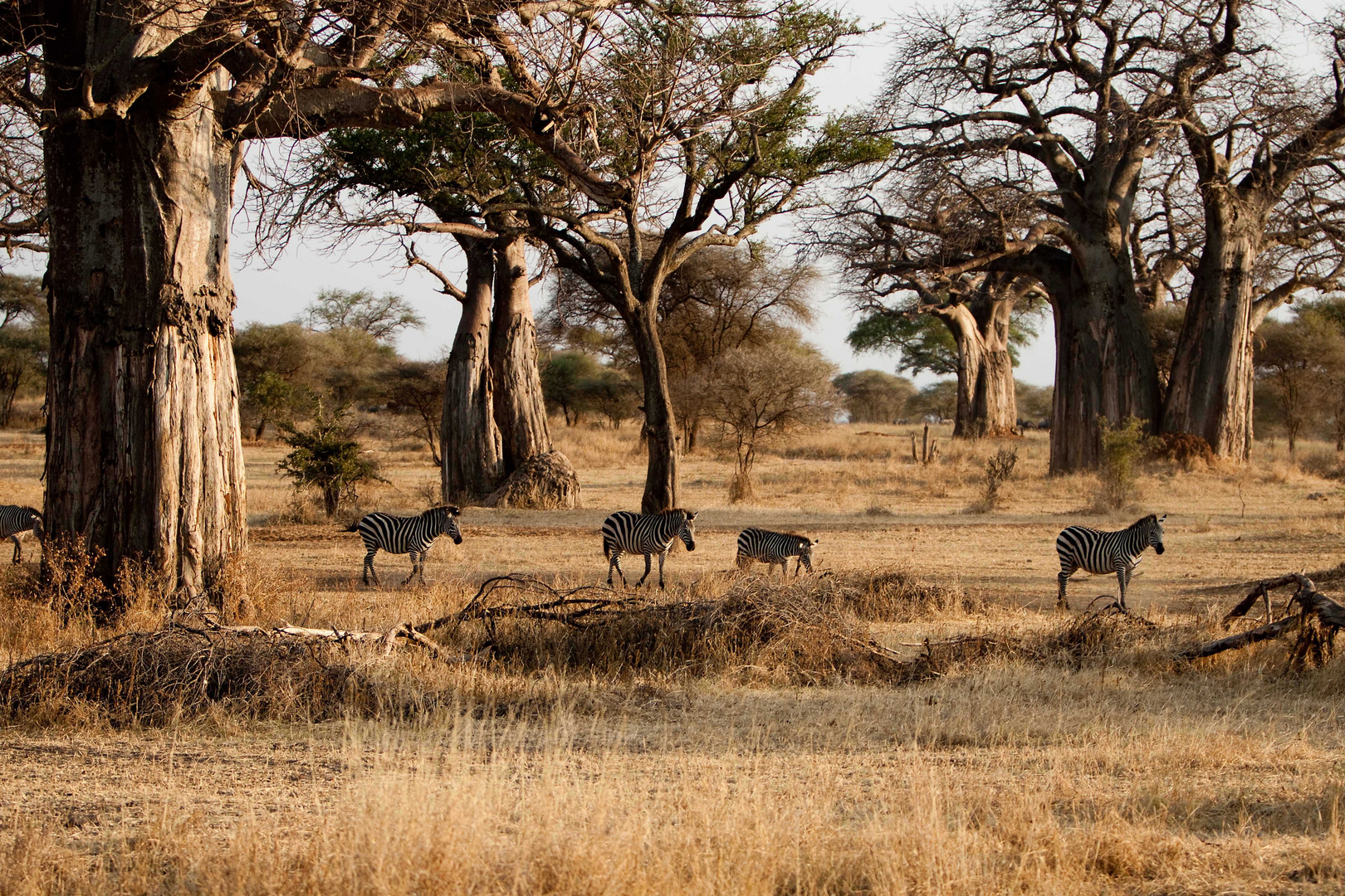 Baobabs