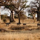 Baobabs