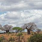 Baobabs