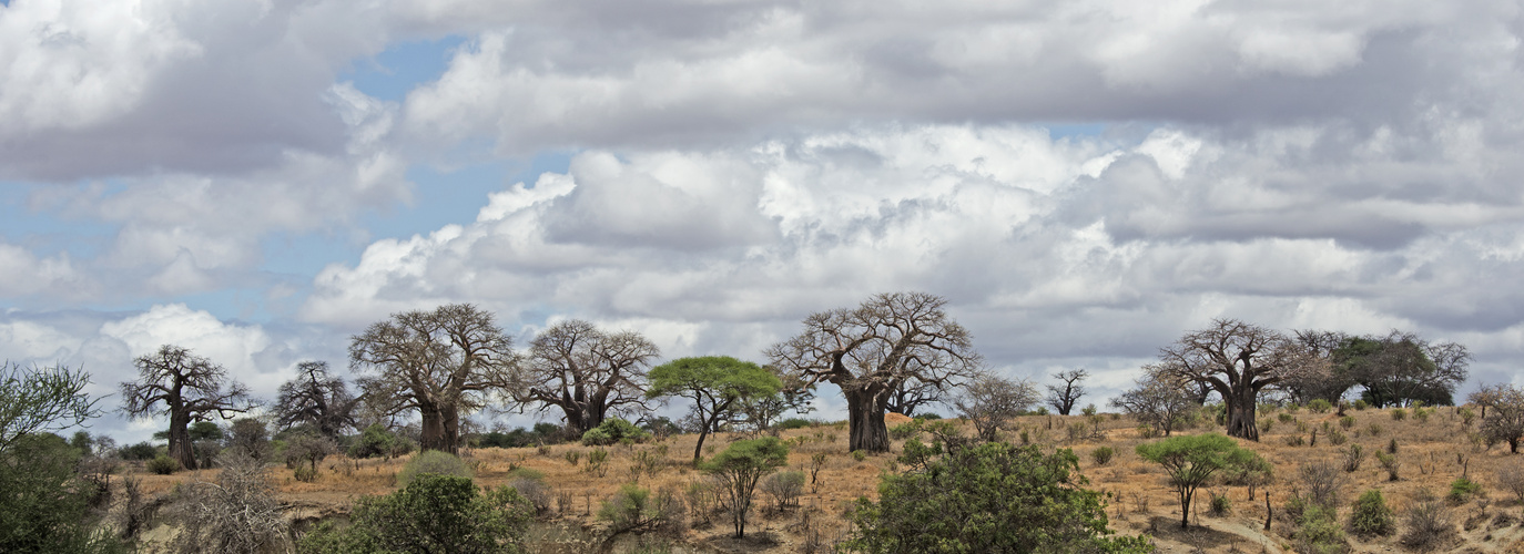 Baobabs