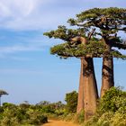 Baobabs