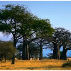 Baobabs