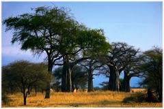 Baobabs