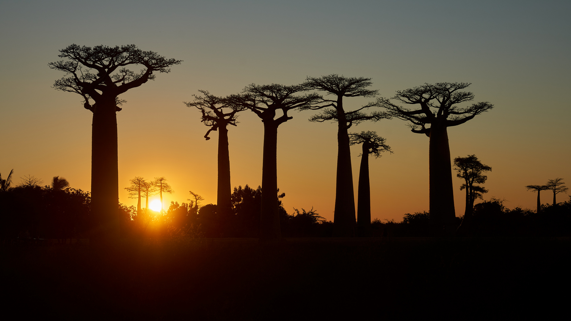 Baobabs