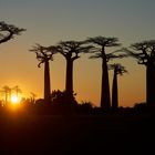 Baobabs