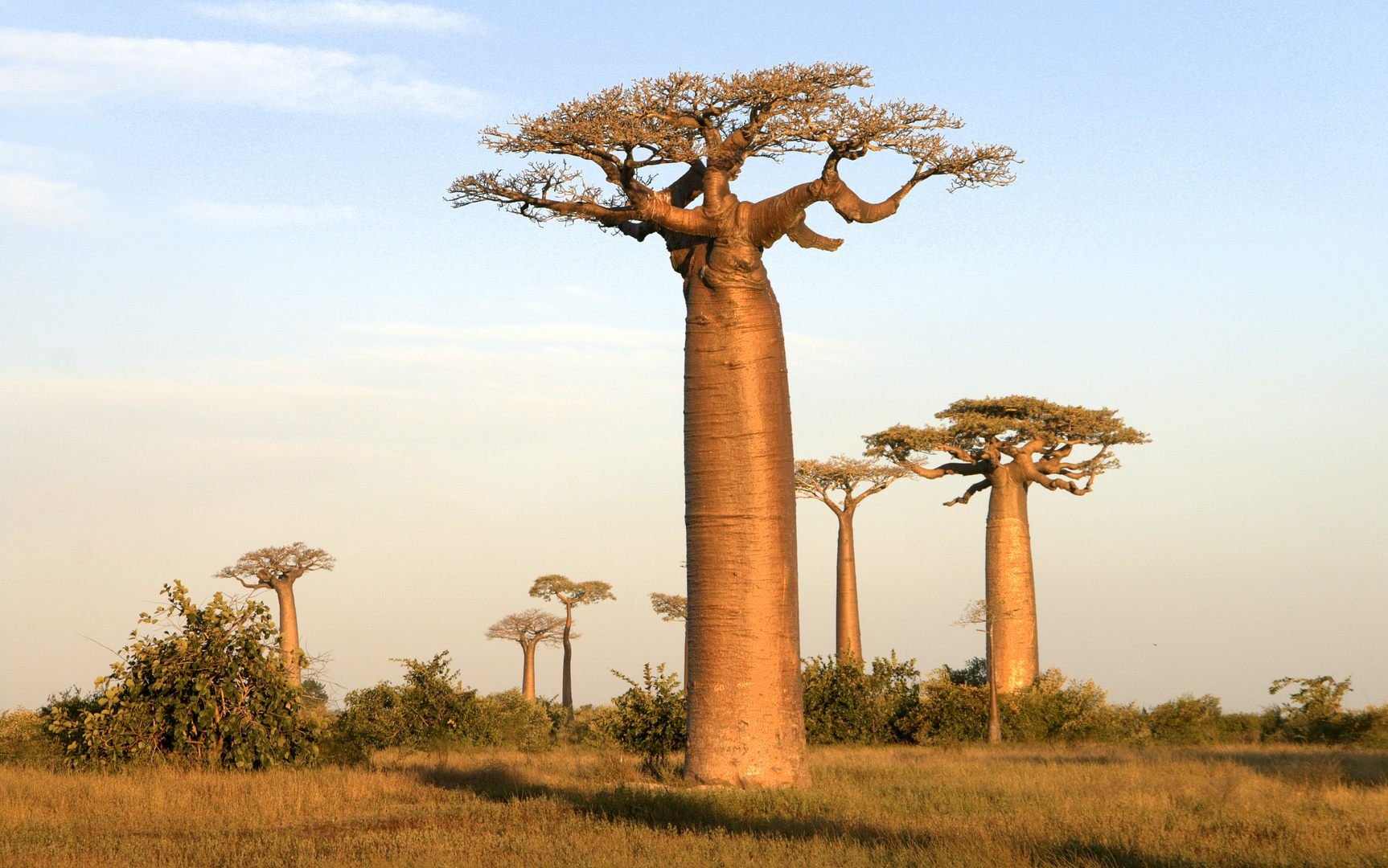 Baobabs