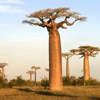 Baobabs