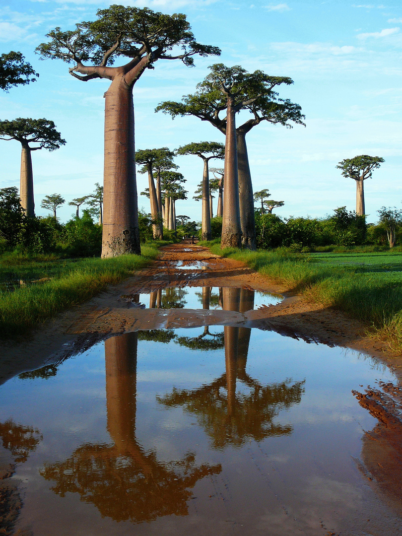 Baobabs.