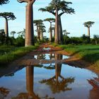 Baobabs.