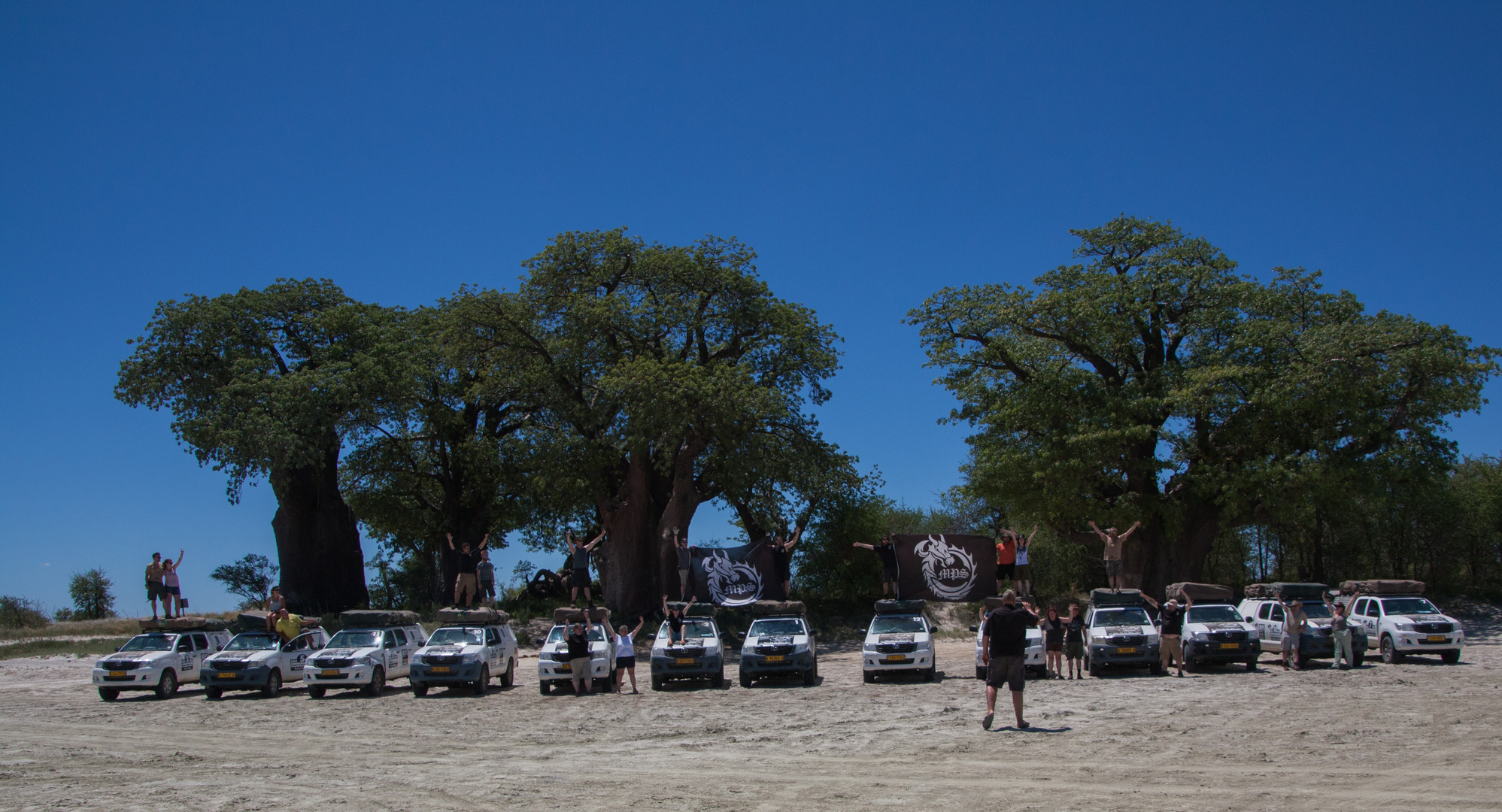 Baobabs