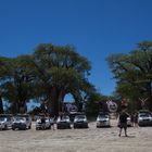 Baobabs