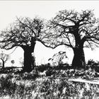 Baobabs