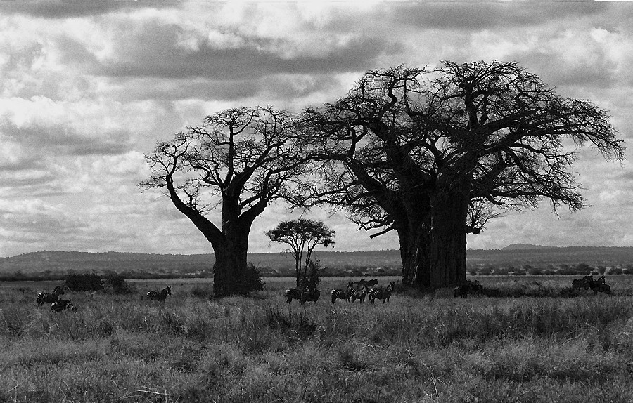 Baobabs