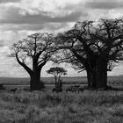 Baobabs