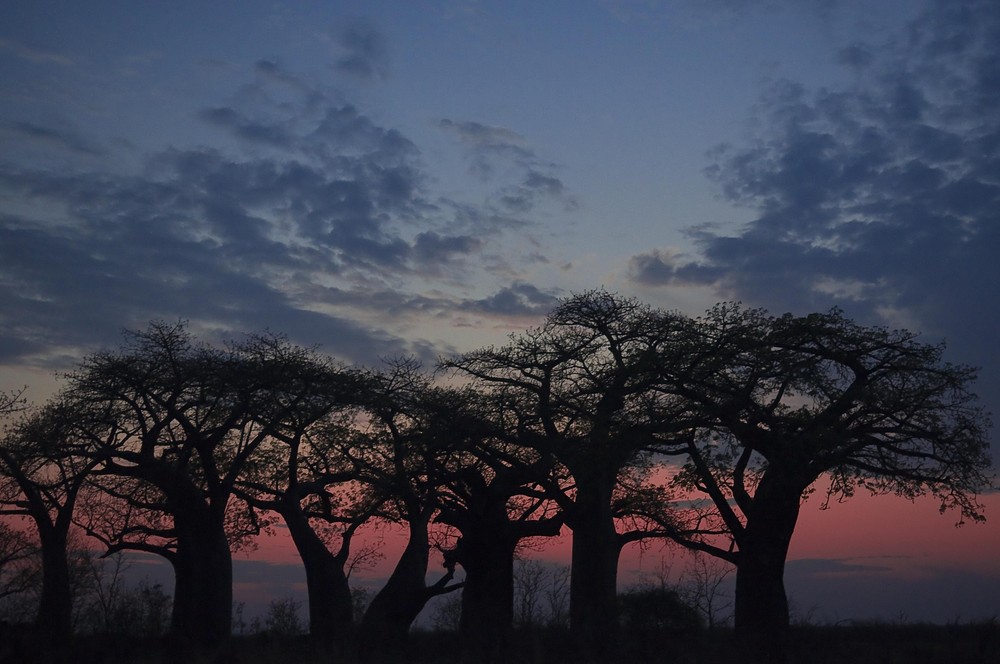 Baobabs