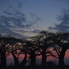 Baobabs