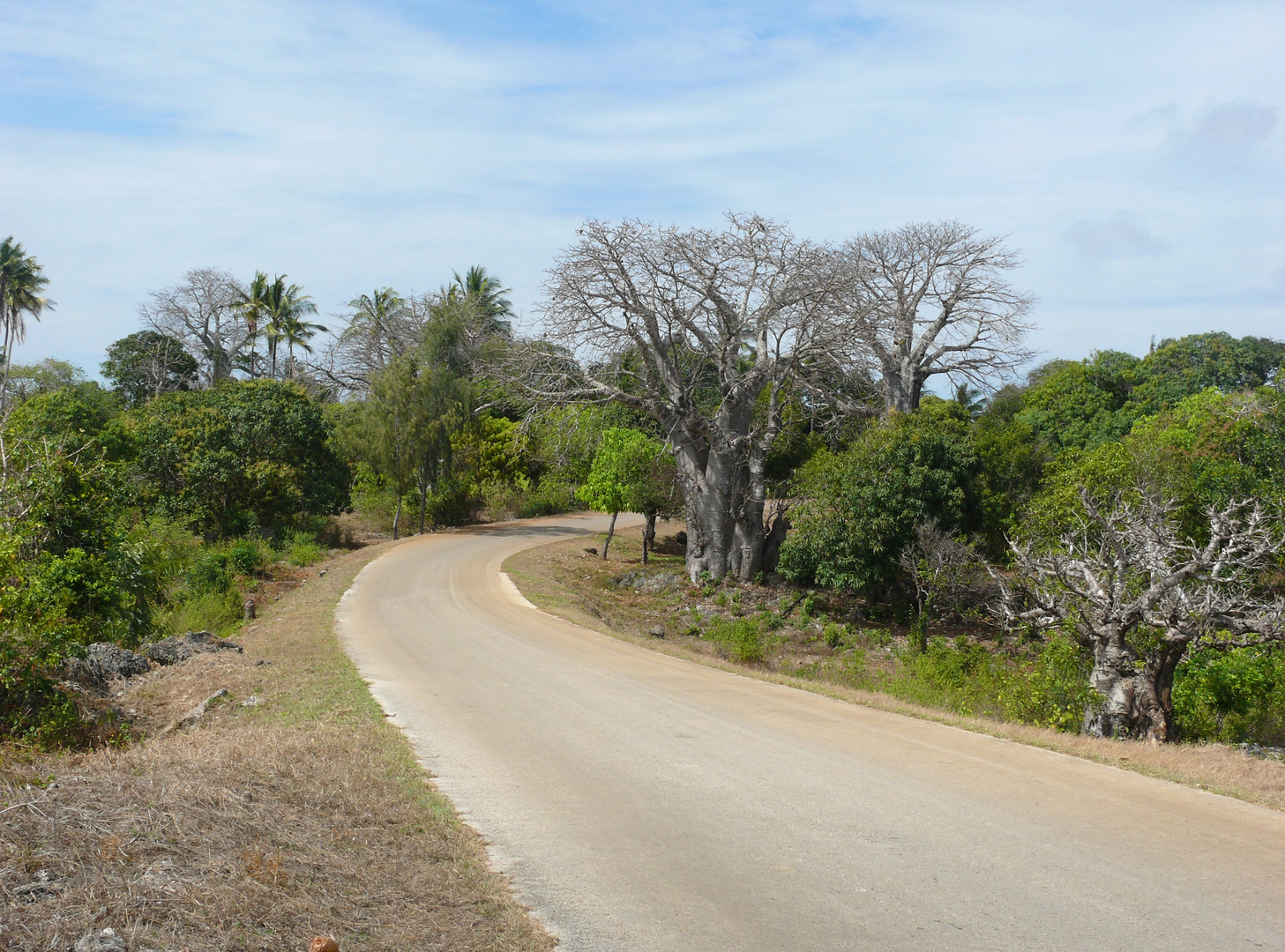 Baobabs am Straßenrand