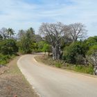 Baobabs am Straßenrand