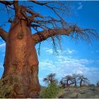 Baobabs auf Kubu Island