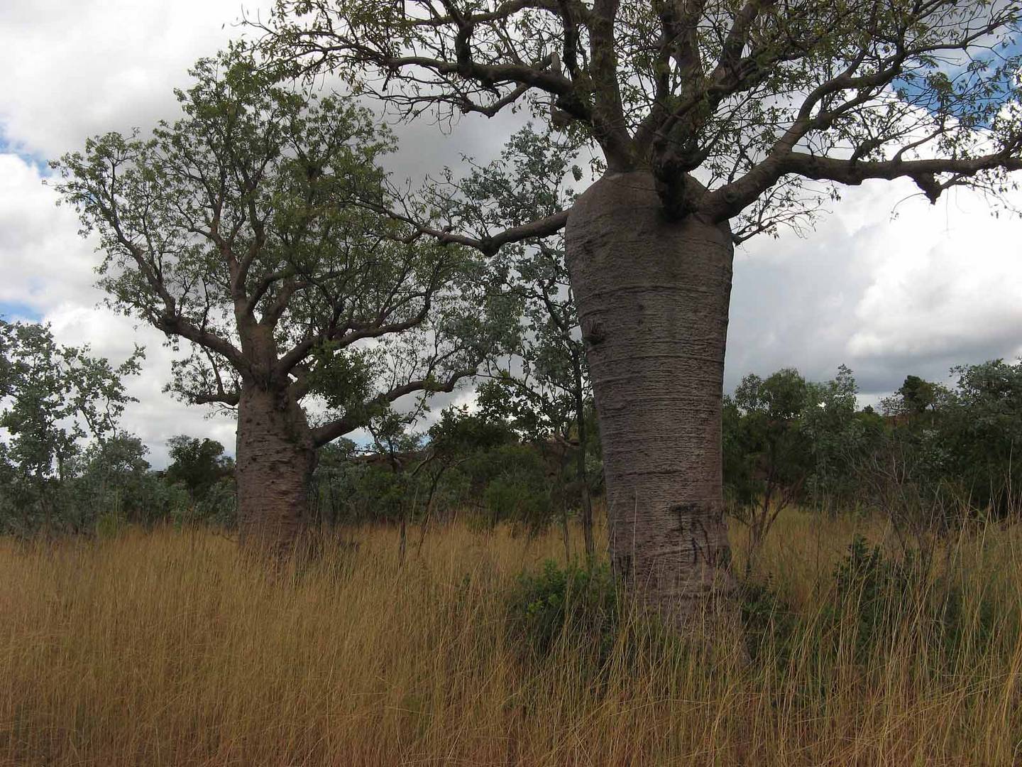 Baobabs