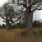 Baobabs