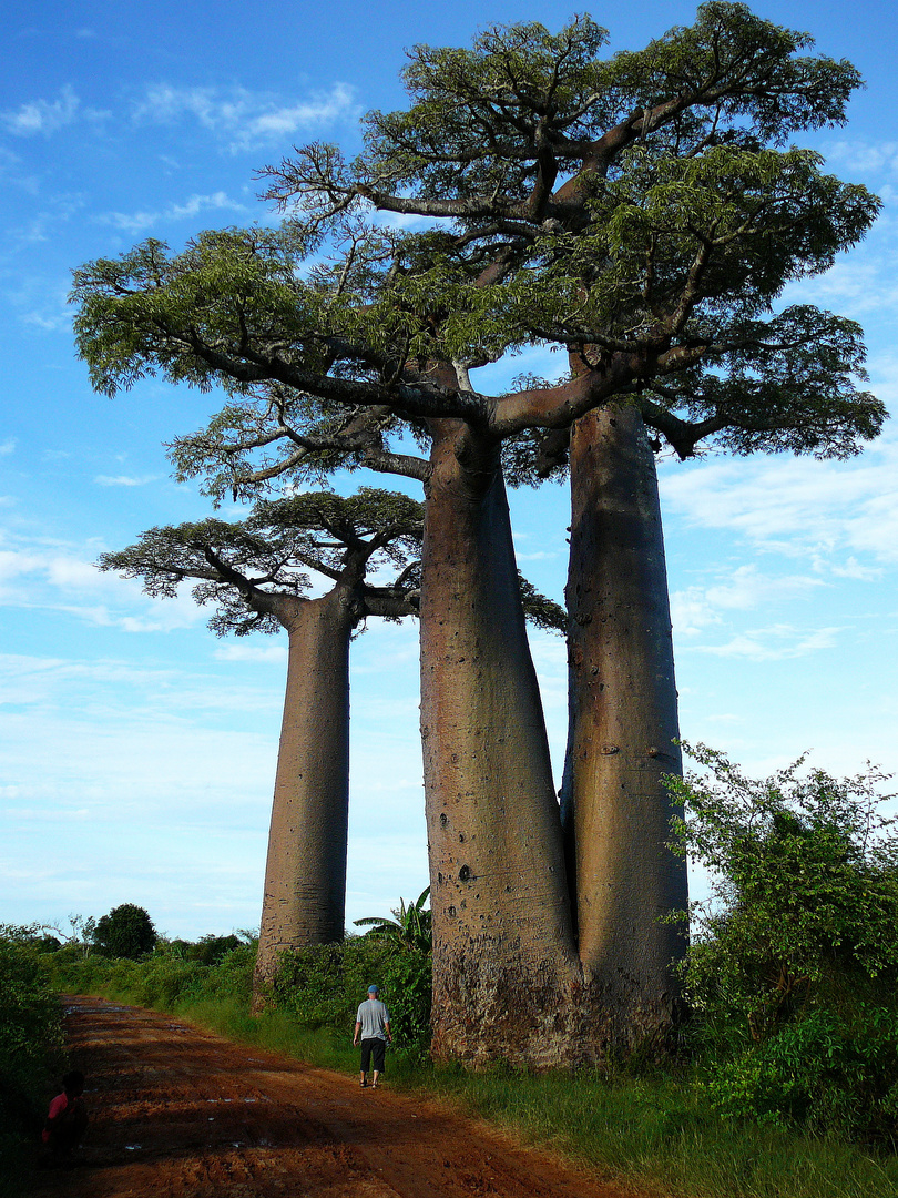 Baobabs-Größenvergleich.