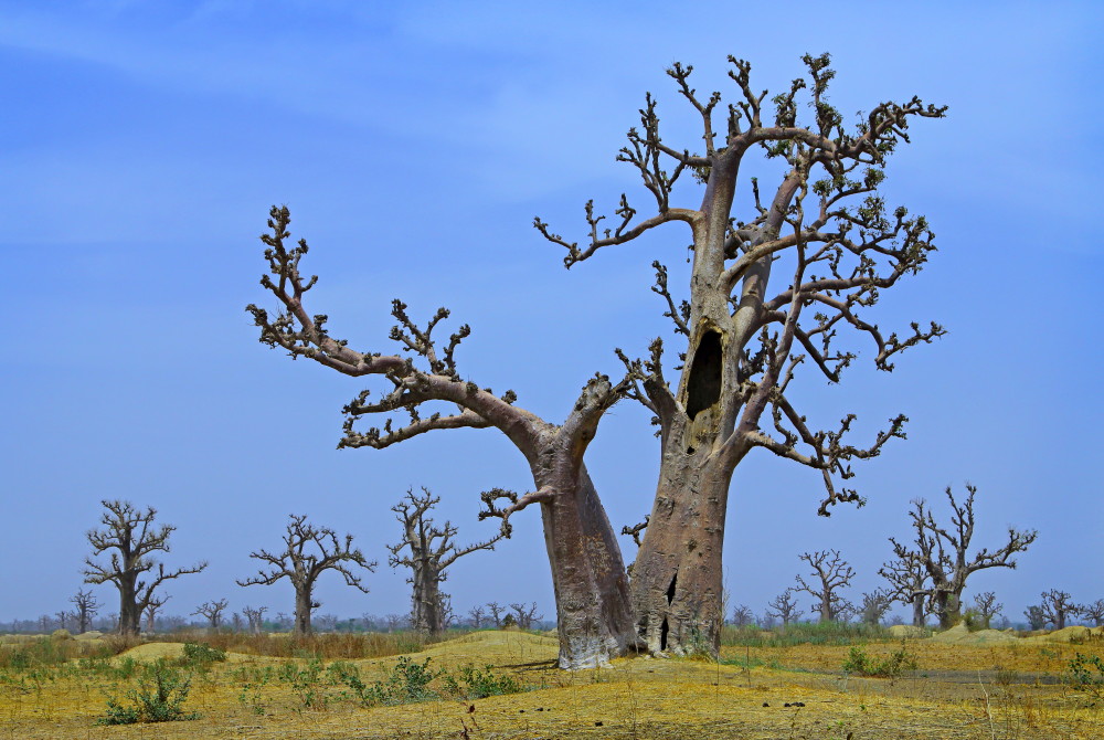 Baobabs im Gespräch