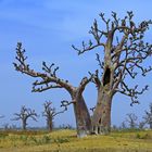 Baobabs im Gespräch