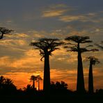 Baobabs im letzten Abendlicht